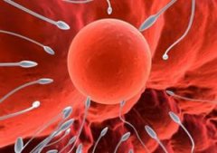 干細(xì)胞可治療不孕不育：精子再生