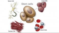 各類干細胞的分化潛能